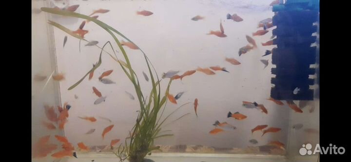 Аквариумные рыбки. Цыхлиды. Меченосцы, малинезии