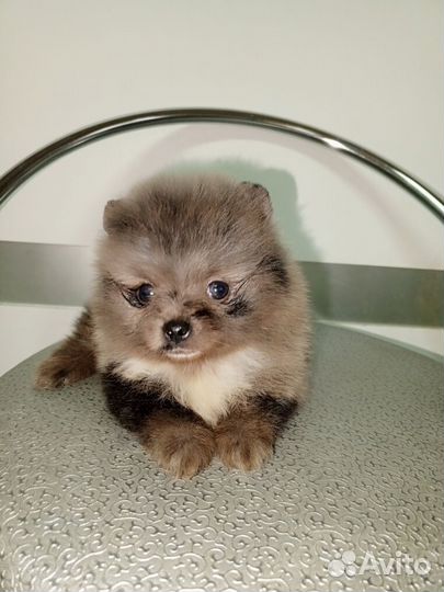 Пушистые красотки