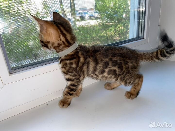 Бенгальская