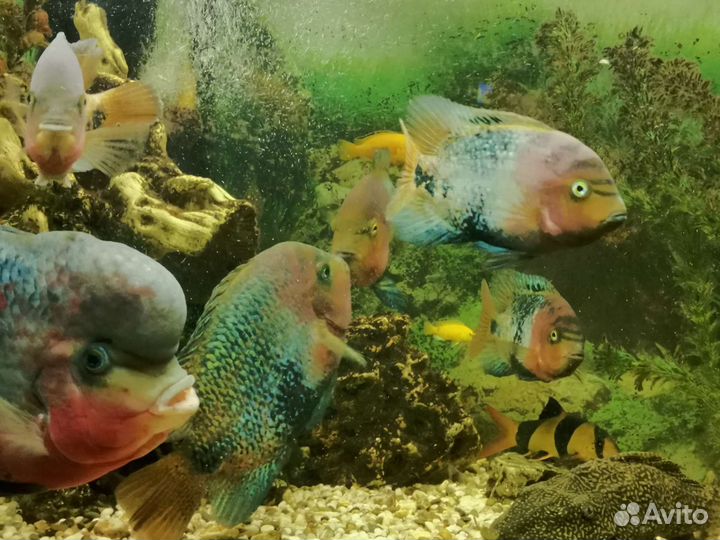 Въеха радужная - Аквариумные рыбки