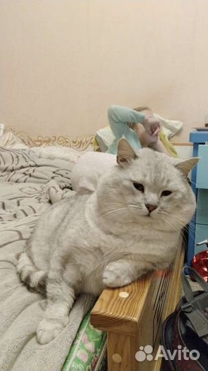 Британец красавец вязка