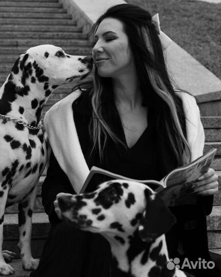 Собаки для фотосессии