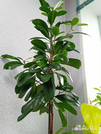 Фикус циастипула