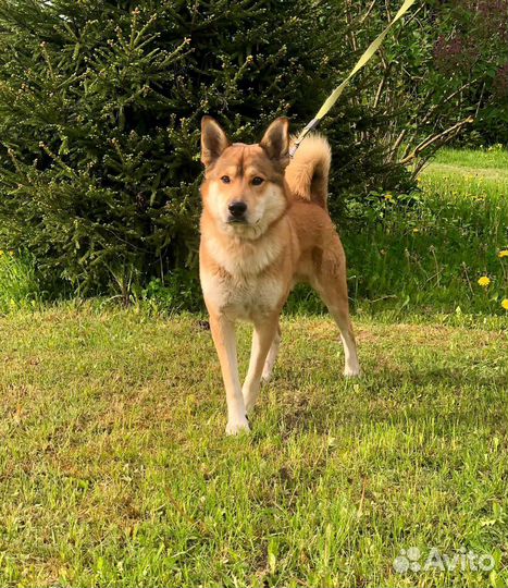 Красавец Джей метис лайки 1,5 года ищет дом