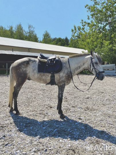 Продается Терский мерин,Тракененская кобыла и бп