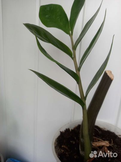 Замиакулькас, крассула