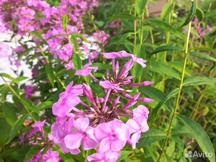 Флоксы многолетние