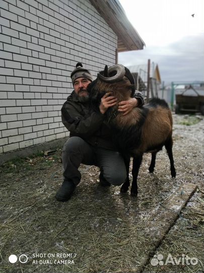 Чешский бурый козел Чарли на вязку