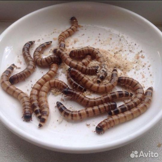 Зофобус,зофобас,мучной червь,мадагаскарский тар