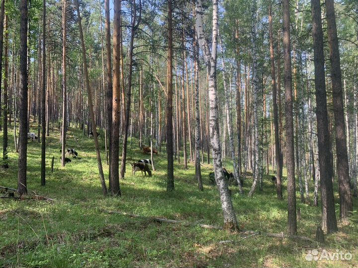 Домашнее Молоко с доставкой