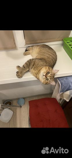 Кот шотландец