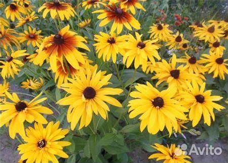 Многолетние красивые цветы для Вашего сада