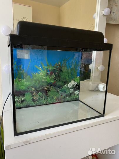Аквариум на 25 л + декор Спанч Боб