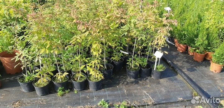 Клен маньчжурский