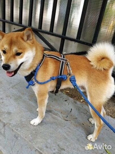 Передержка животных