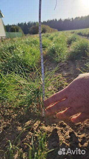 Саженцы ели европейской окс