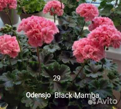 Пеларгония