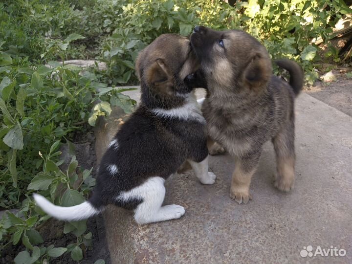 Щенок в добрые руки бесплатно мальчики