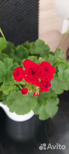 Пеларгония герань