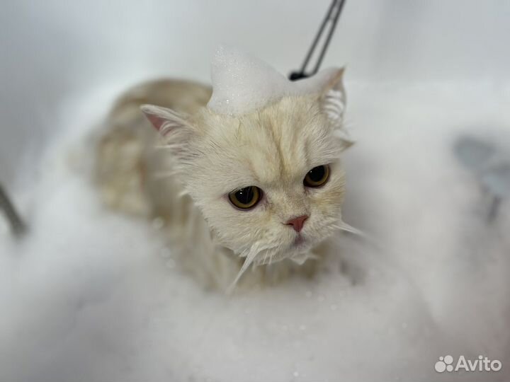 Грумер, стрижка собак, Груминг кошек