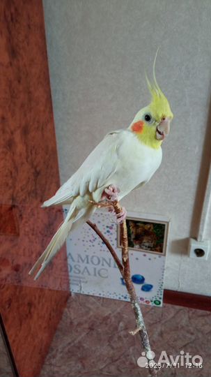 Попугай корелла с клеткой