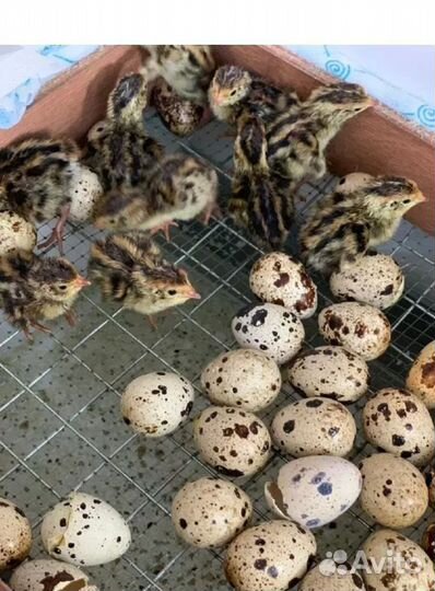 Перепелиные инкубационные яйца