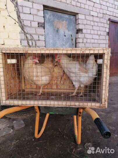 Поилки и клетки переноски для кроликов