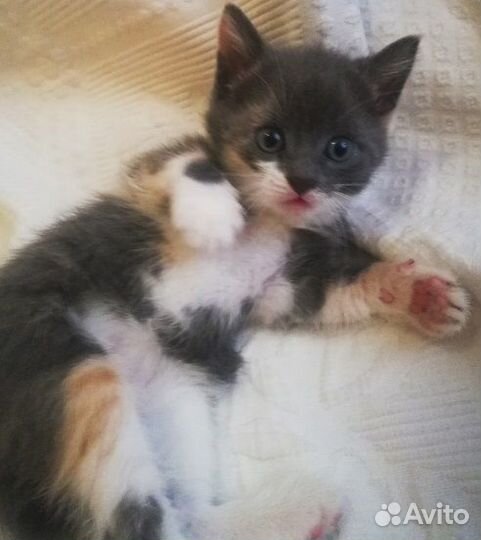 Трехцветные котята