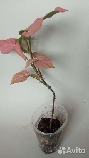 Сингониум розовый неон пинк