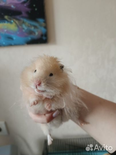 Хомяк с клеткой