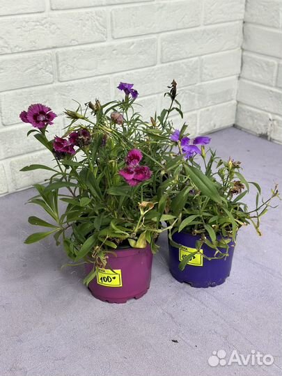 Гвоздика многолетняя