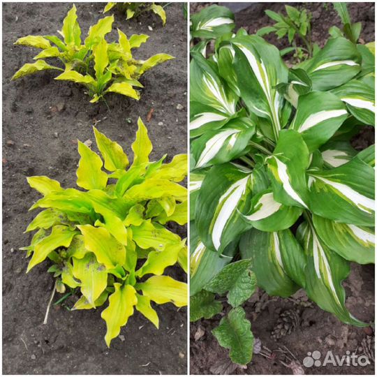 Хоста жёлтая Lemon lime и волнистая Univitata