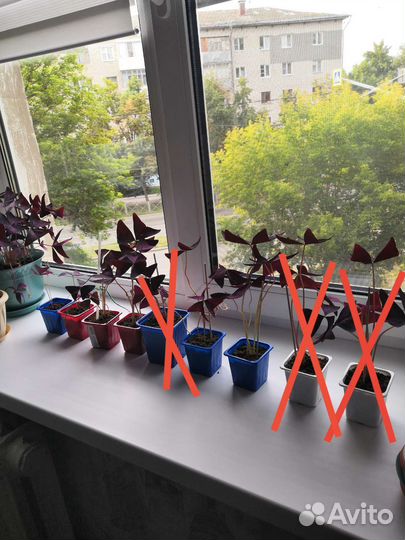 Комнатные цветы Кислица