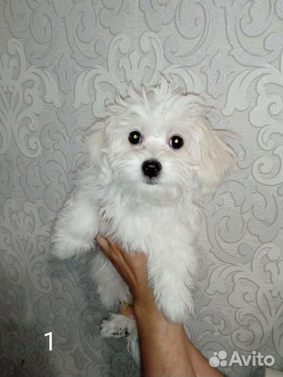 Мальтийская болонка, мальтезе