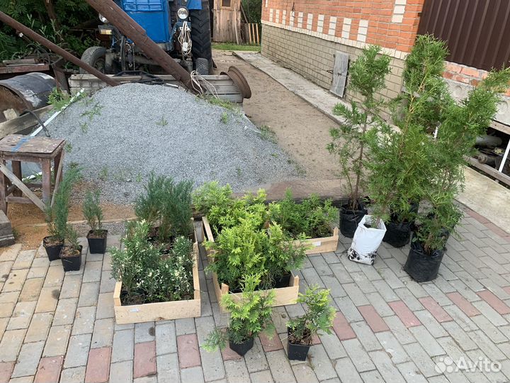 Туи смарагд, колумна