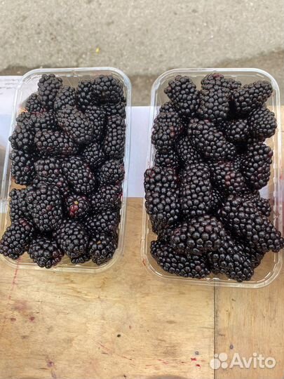 Клубника домашняя, малина, ежевика и голубика