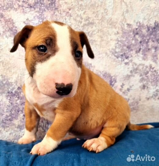 Миниатюрный бультерьер щенки