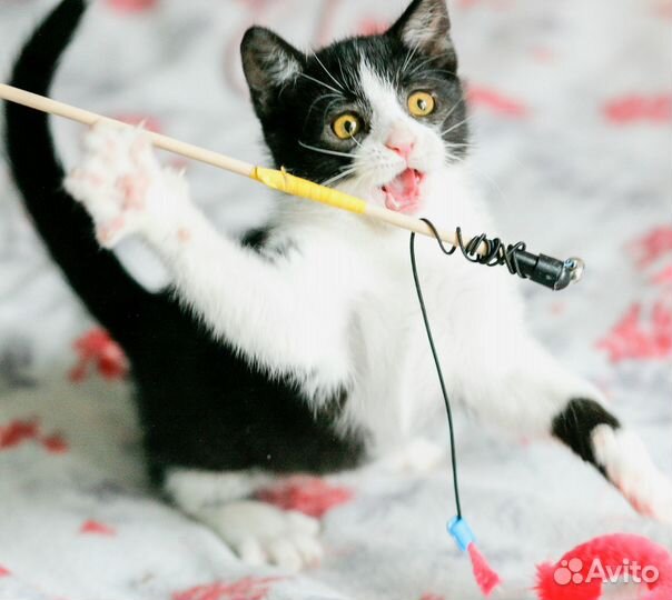 Нежная малышка Виьента котенок