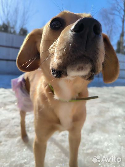 Щенки метисы