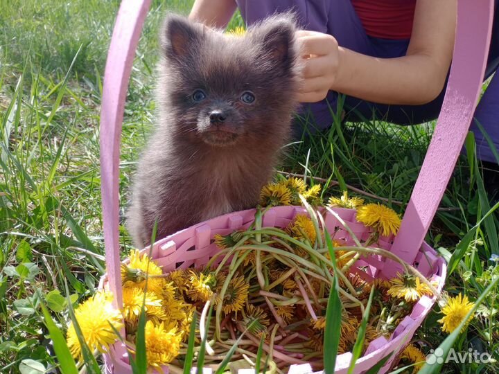 Эксклюзивный мальчик