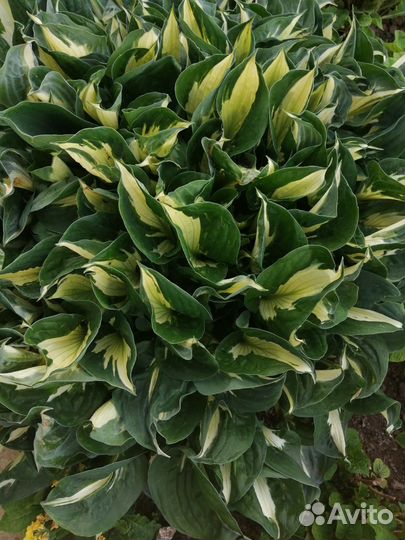 Хосты разные