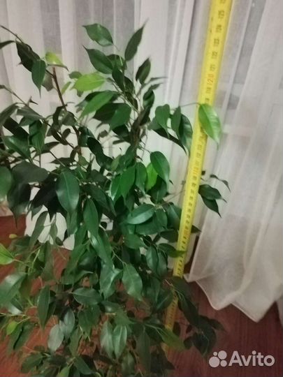 Фикус бенджамина