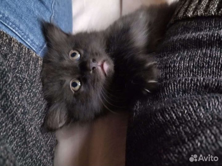 Котята в дар