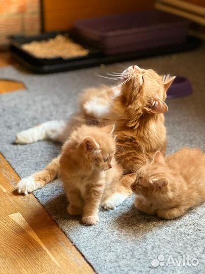 Котята, курильские бобтейлы