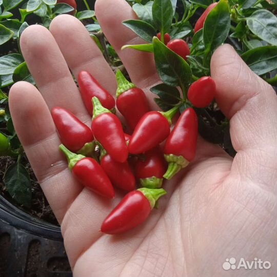 Семена перца огонёк