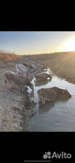 Корова дойная с теленком