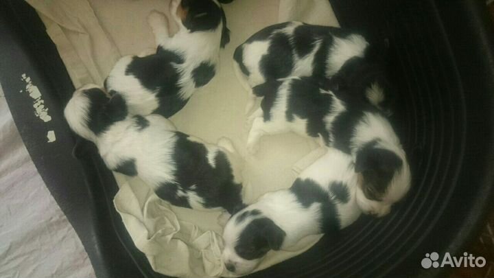 Вязка бивер-йорк