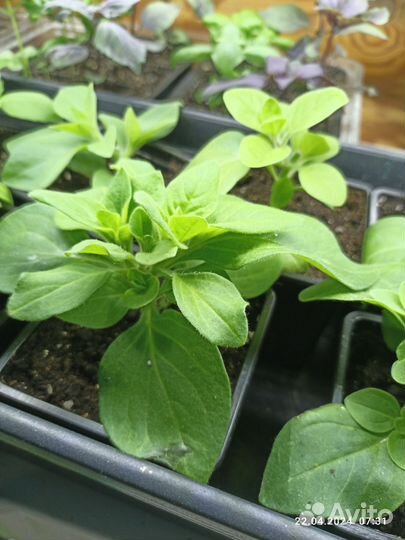 Петуния черенки, Рассада базилик