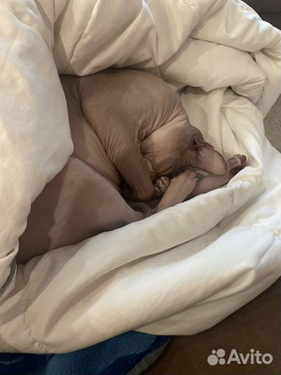 Передержка животных