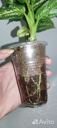 Диффенбахия Удомсаб